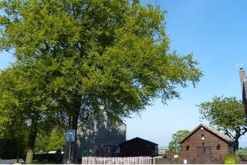 A prominent beech tree in Torphichen is to be felled after the tree was found to be in a state of decay. Icon
