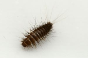Help to deal with pests Icon
