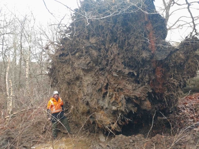 Huge root of a beech tree that came down in Polbeth in Storm Eowyn