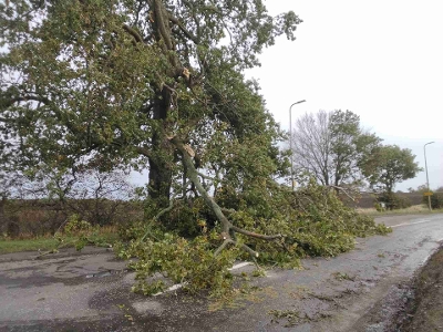 Tress down in road due to Storm Amy